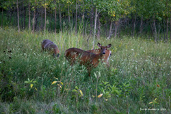 Isles de Boucherville