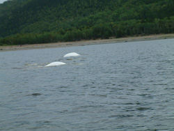 Fjord du Saguenay