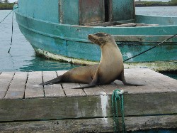 Islas Galapagos / Ecuador