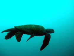 Islas Galapagos / Ecuador