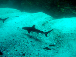 Islas Galapagos / Ecuador