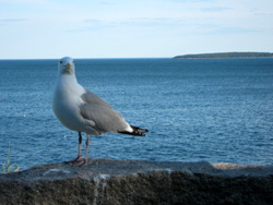 Maine, Acadia National Park. Juin 2011