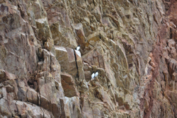 Gaspésie - Percé