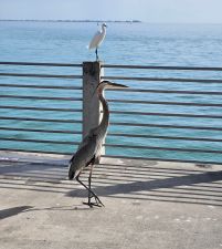 Tampa Bay and around / Floride